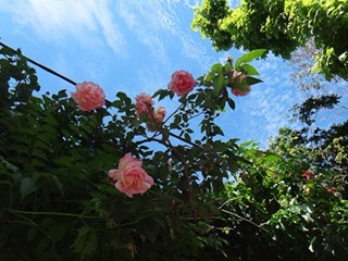 015dev-DSC02896