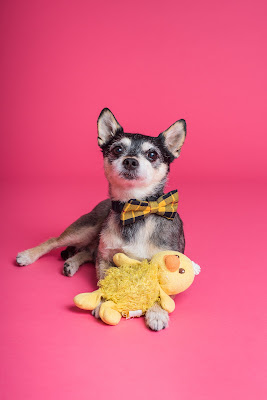 Chihuahua