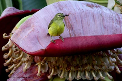 Brown-throated Sunbird