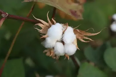cotton in dream meaning