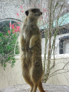 Meerkat on sentry duty