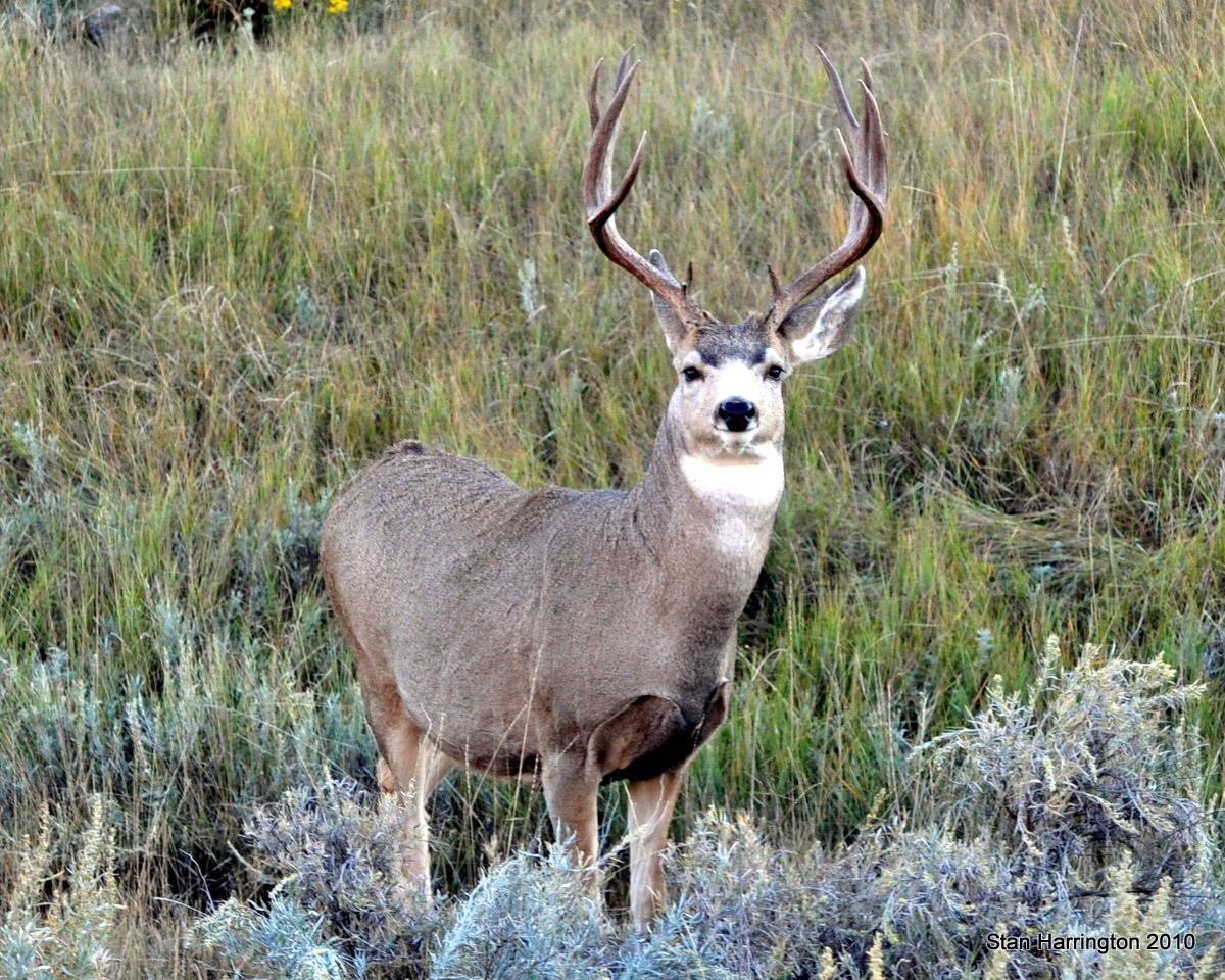 Mule Deer