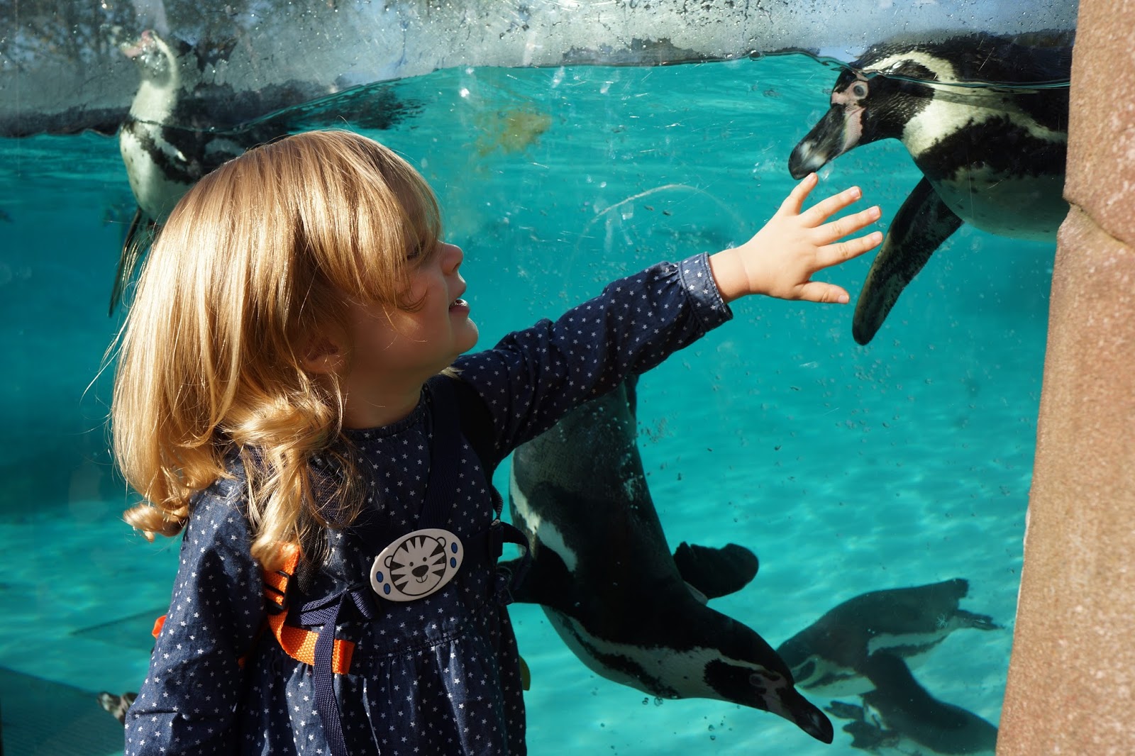 szl london zoo with toddlers meeting penguins penguin beach