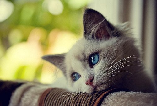 Cute Cat HD Pictures