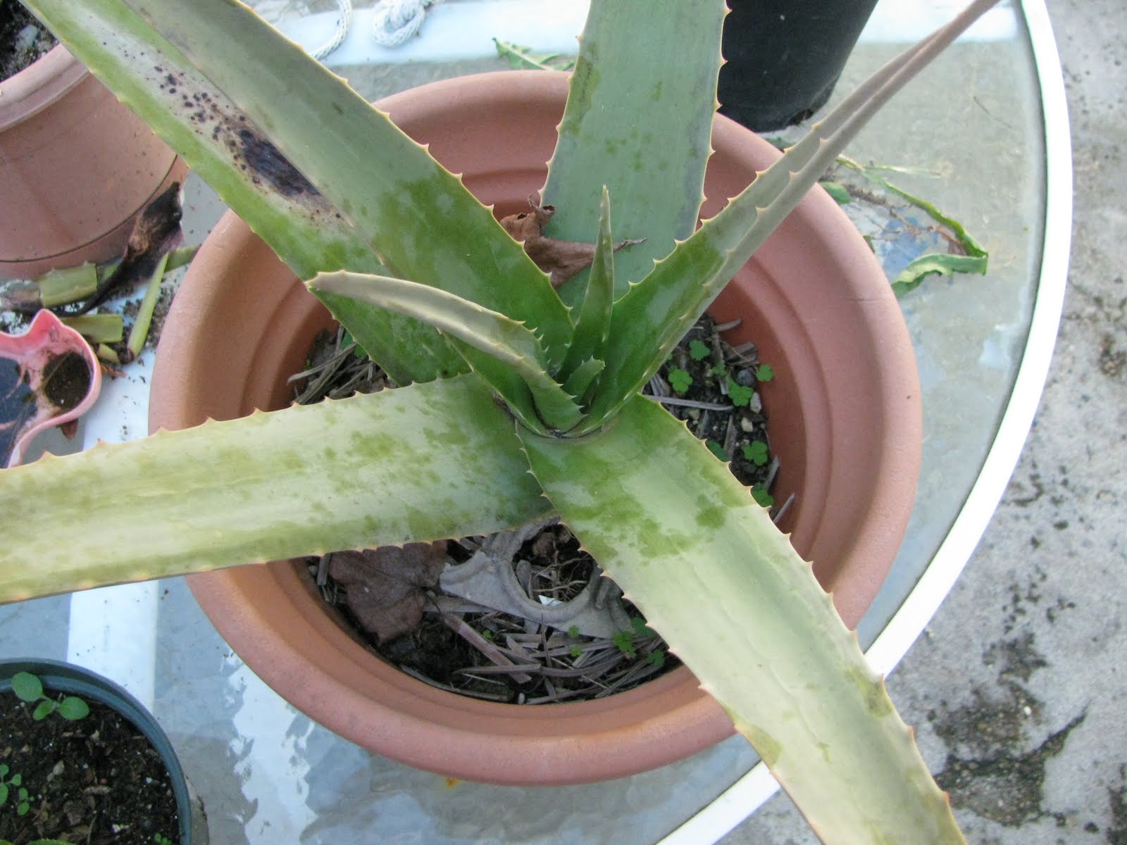 The Search For Oatmeal Heaven How To Cut Aloe Vera Leaves