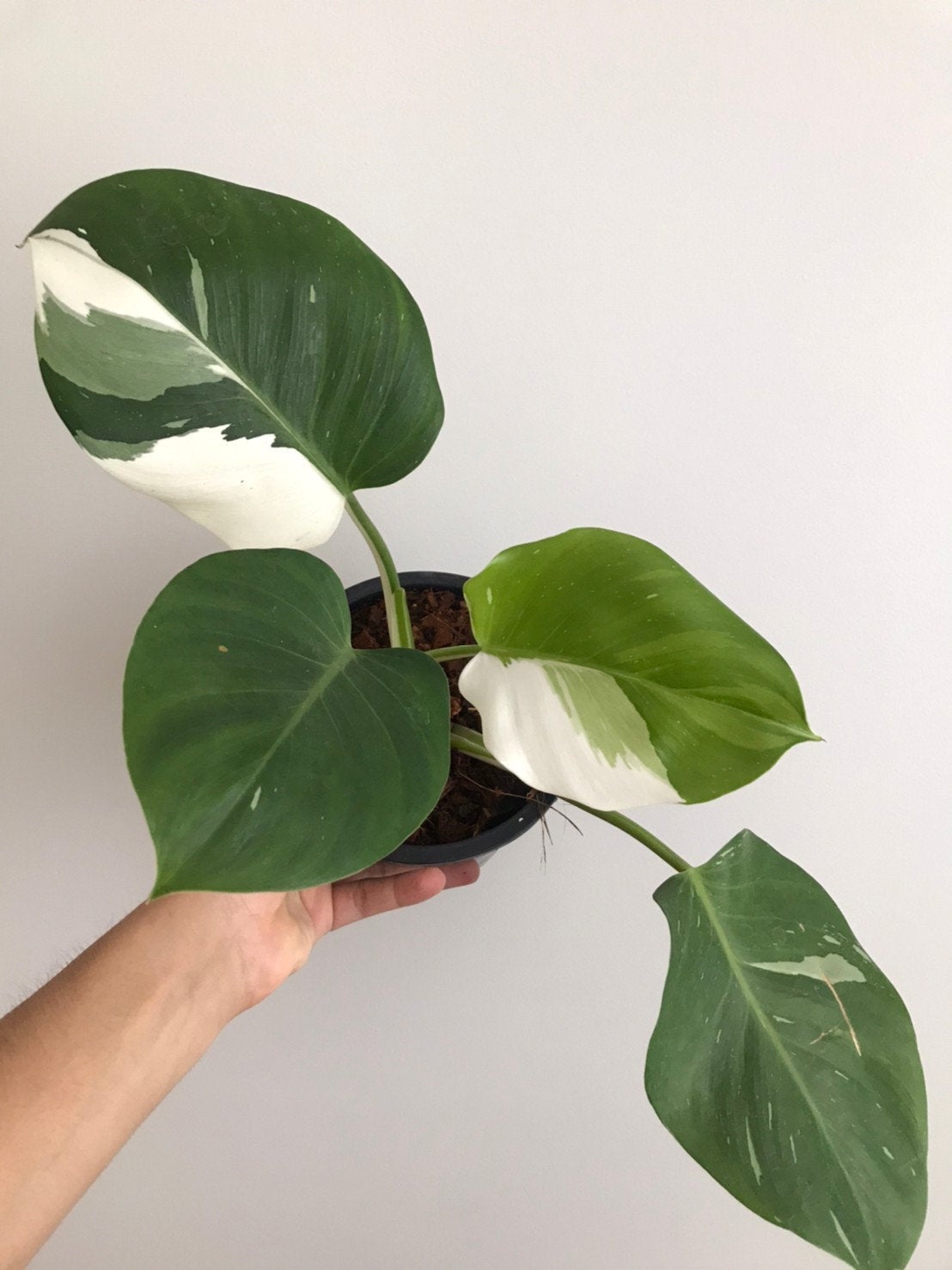 Arm holding up a more mature Philodendron White Wizard plant with four large leaves