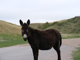 Mule, Custer State Park