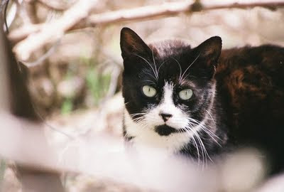 tuxed cat black and white feral cat hiding