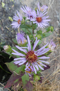 Aster de la Nouvelle-Belgique - Symphyotrichum novi-belgii