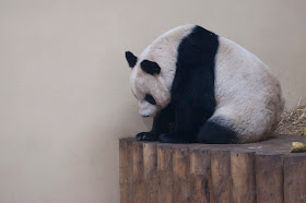 Giant panda picture