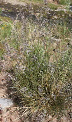 Pasto quila (Festuca acanthophylla)