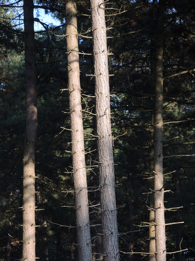 Wandeling in de Kalmthoutse heide