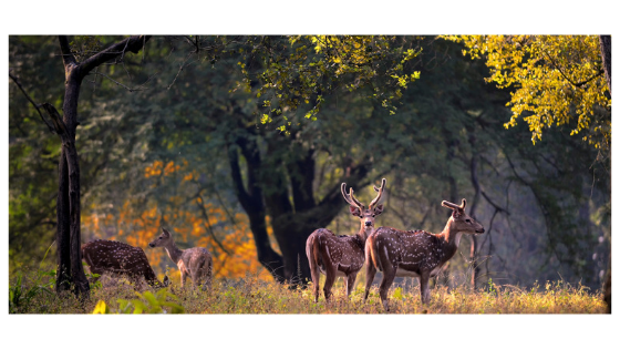 Manipur National Park