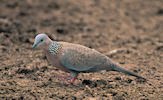 Aves exóticas y fantásticas en el paraíso