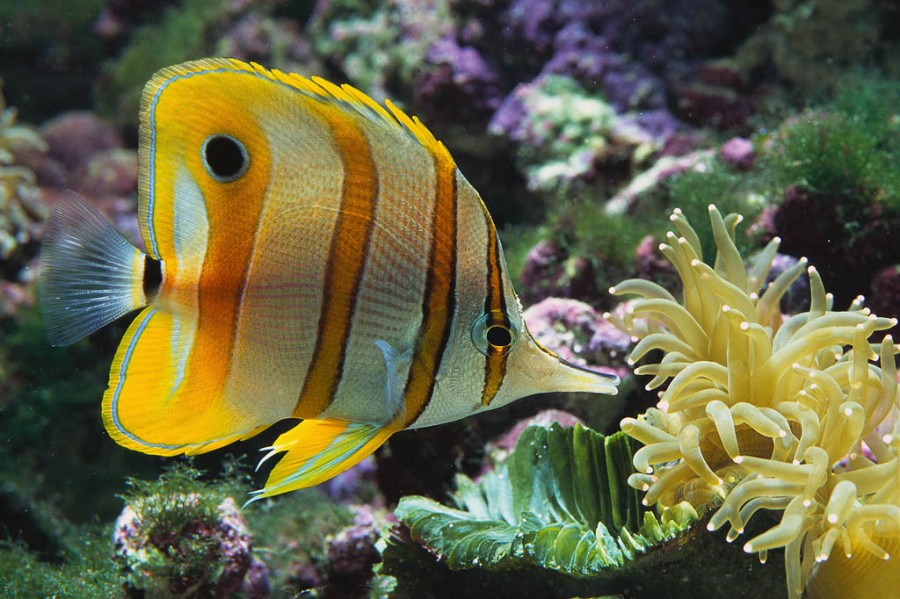 tropical fish pictures