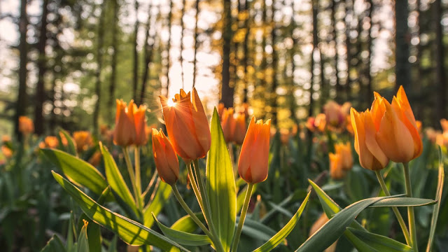 Orange Tulips Sunrays HD Wallpaper