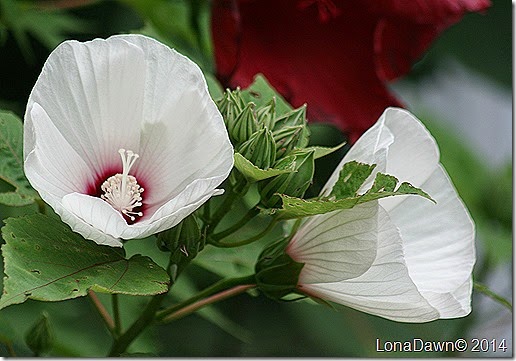 Hibiscus