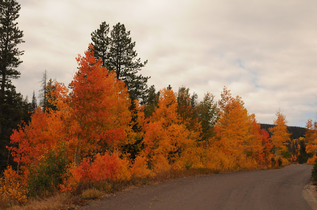 Snowy Range autumn foliage