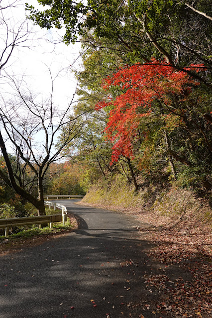 鳥取県西伯郡南部町下中谷 緑水湖 遊歩道