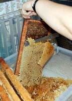 uncapping a frame of honey