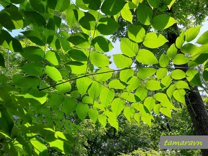 Аралия высокая / Аралия маньчжурская (Aralia elata, =Aralia mandshurica)