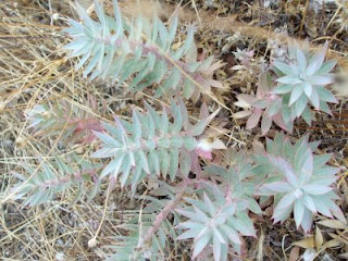 plants in Kyparissi