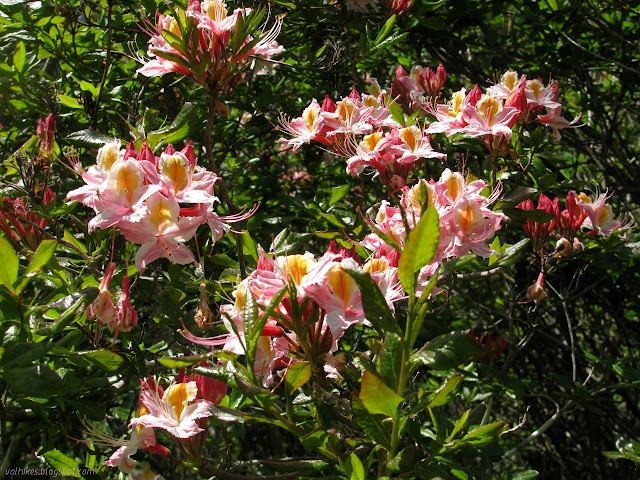 darker flowers