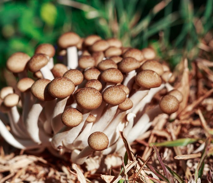 Shimeji mushroom supply | Mushroom supplier | Biobritte mushroom center