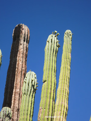 cardon cactus