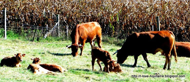 Chalosse cows resting in the sun