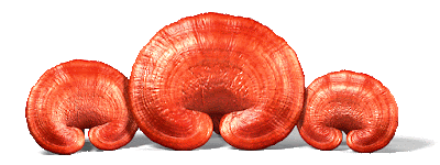 Reishi