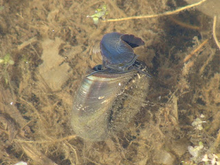 Planorbarius corneus DSC51660