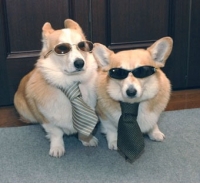 cool-dogs-with-ties-and-glasses