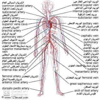 30 سؤال وجواب جسم الإنسان - معلومات عامة