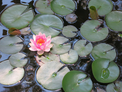 leaves, water lily, Nymphaea