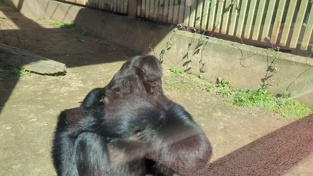 熊本市動植物園をご案内します！