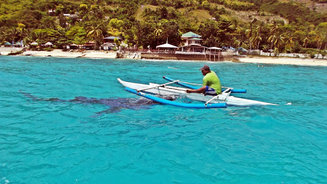 boatman petting another whaleshark in oslob cebu