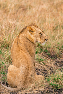 Image of a lion