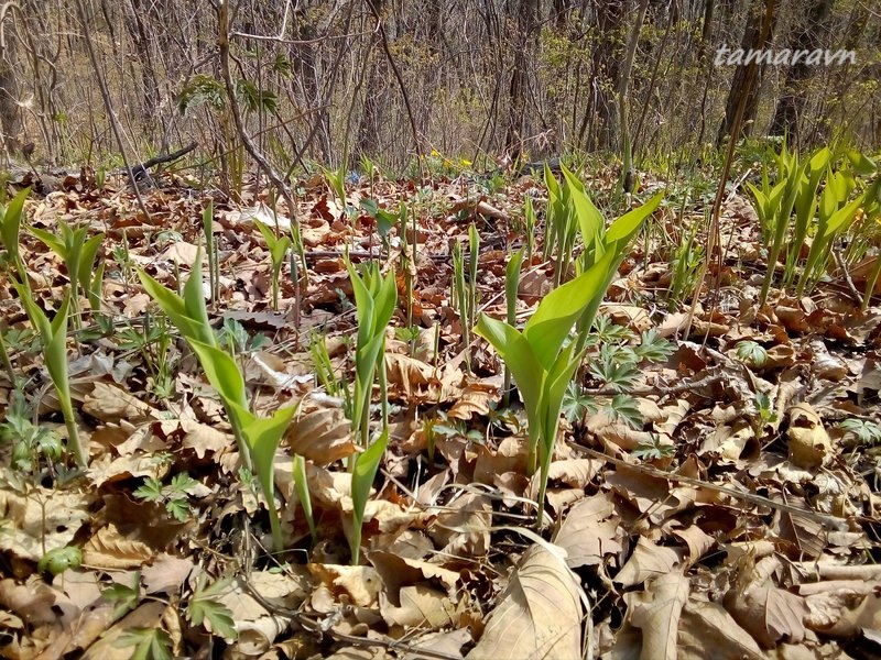 Ландыш Кейзке / Ландыш маньчжурский (Convallaria keiskei)