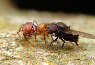 Ant Mugging Flies