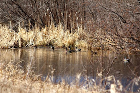 early April wood ducks