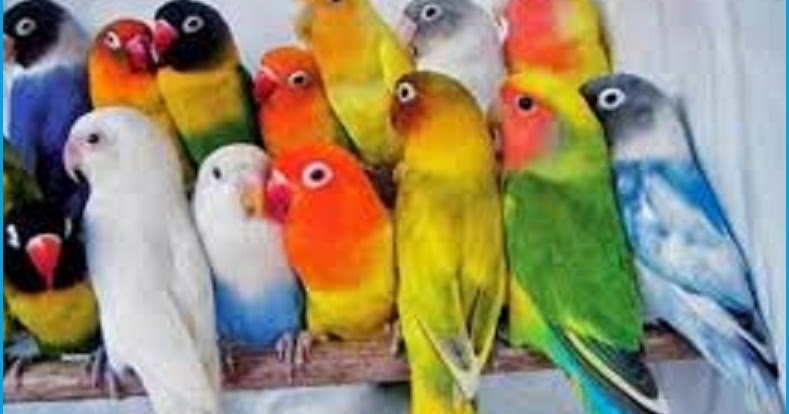  Harga  Pasaran Burung Lovebird di  Kota  Surabaya dan 