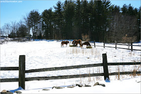 Caballos en New Hampshire