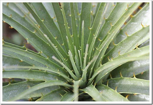 110524_puya_coerulea_violacea