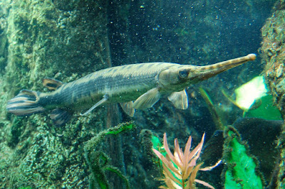 Longnose Gar ( Ikan Aligator )