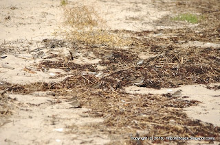 Semipalmated Sandpipers and Semipalmated Plovers