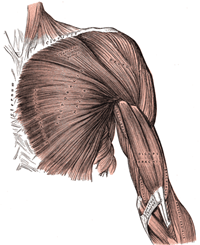 490px-Arm_muscles_front_superficial