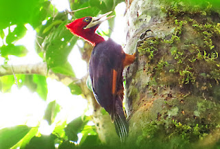 Red-necked Woodpecker