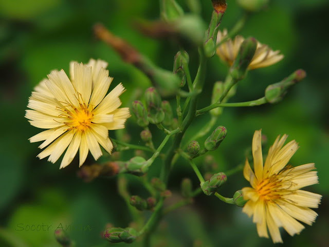 Lactuca indica