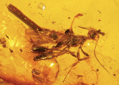 10 Serangga Pada Zaman Prasejarah Yang Mungkin Anda Tidak Ketahui